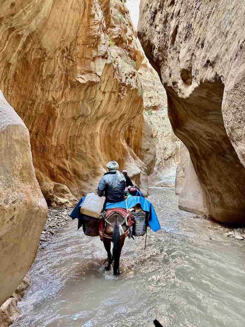 maultier_in_schlucht_klein
